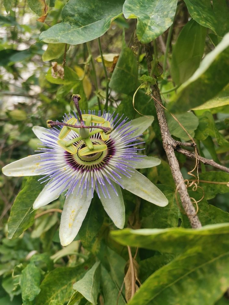 Чудо цветок.