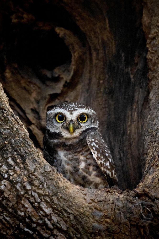 Spotted Owlet