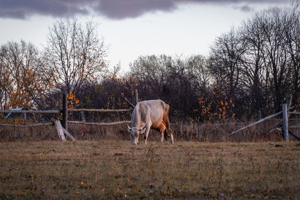 Photograph by Елена Ефимова
