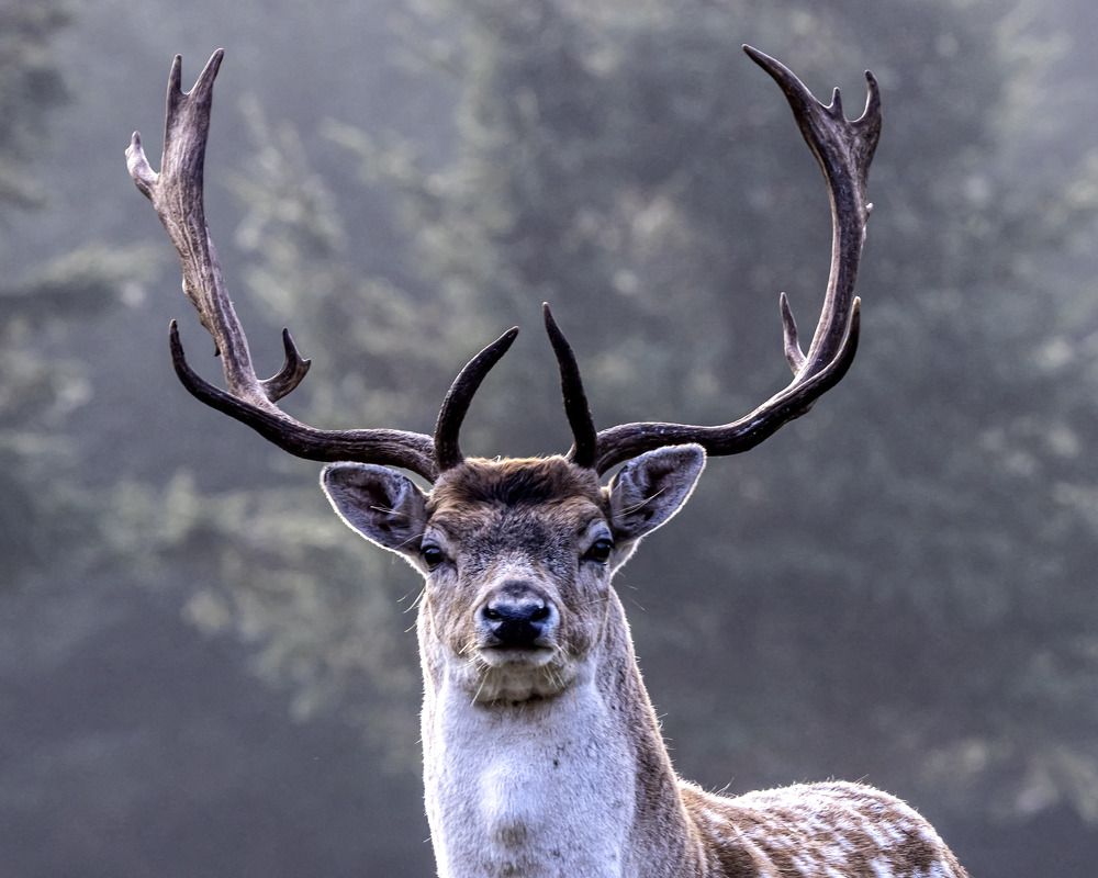 Fallow deer