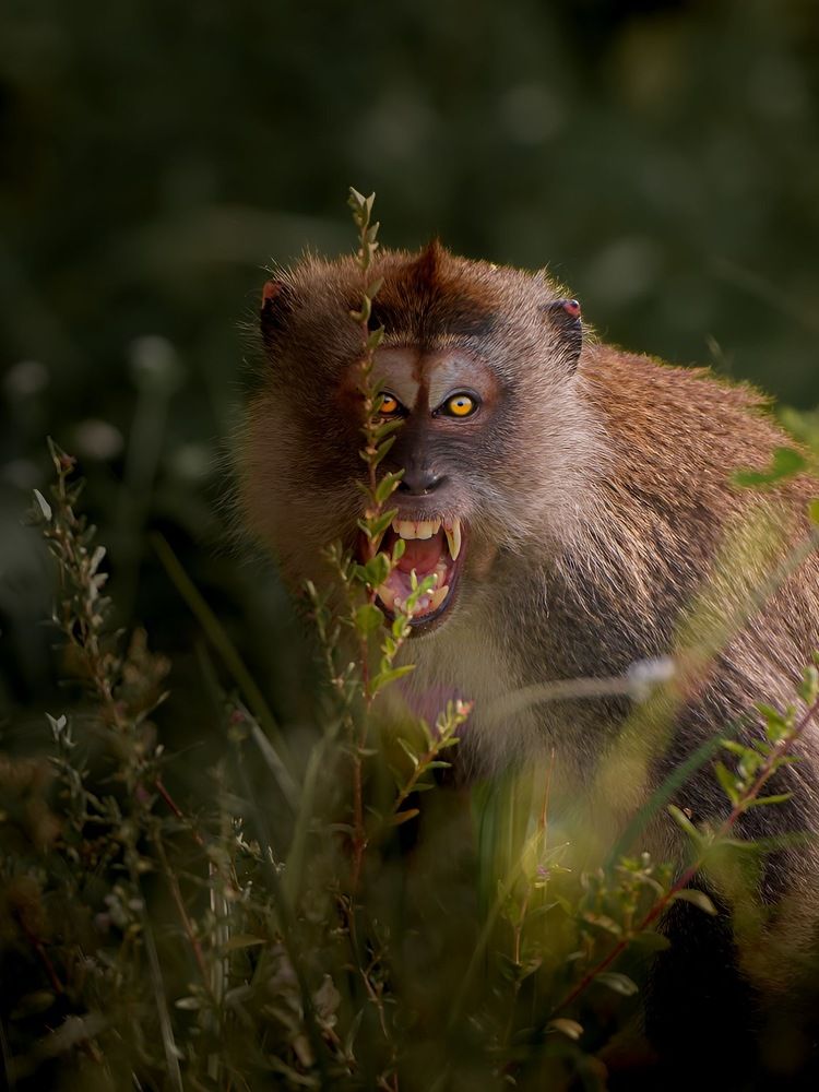 Anger Unveiled: Exploring the Parallel Emotions of Monkeys and Humans