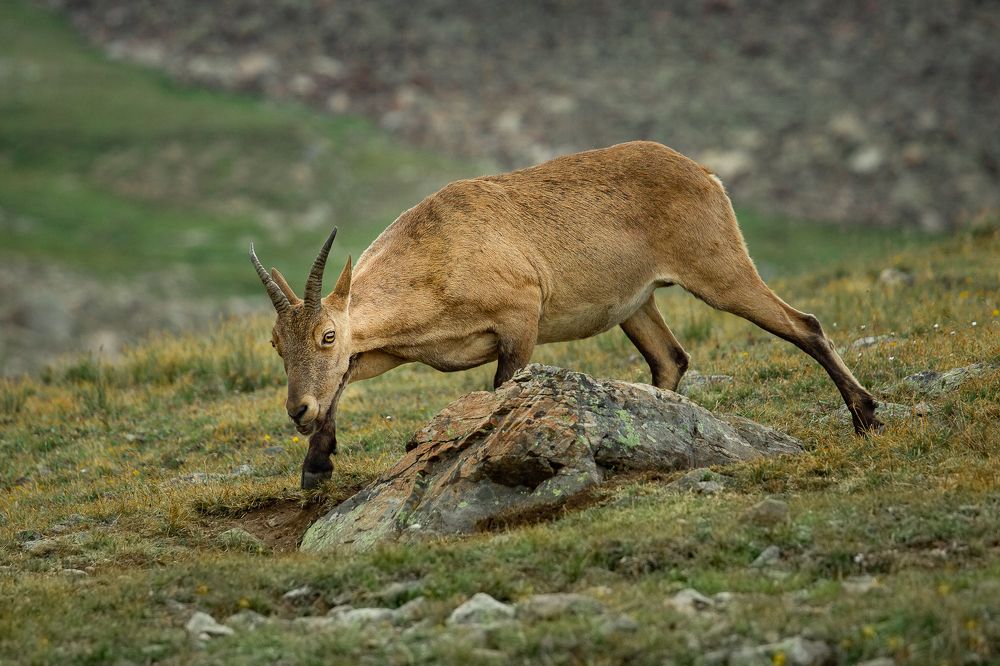 Photograph by Ирина Кооль