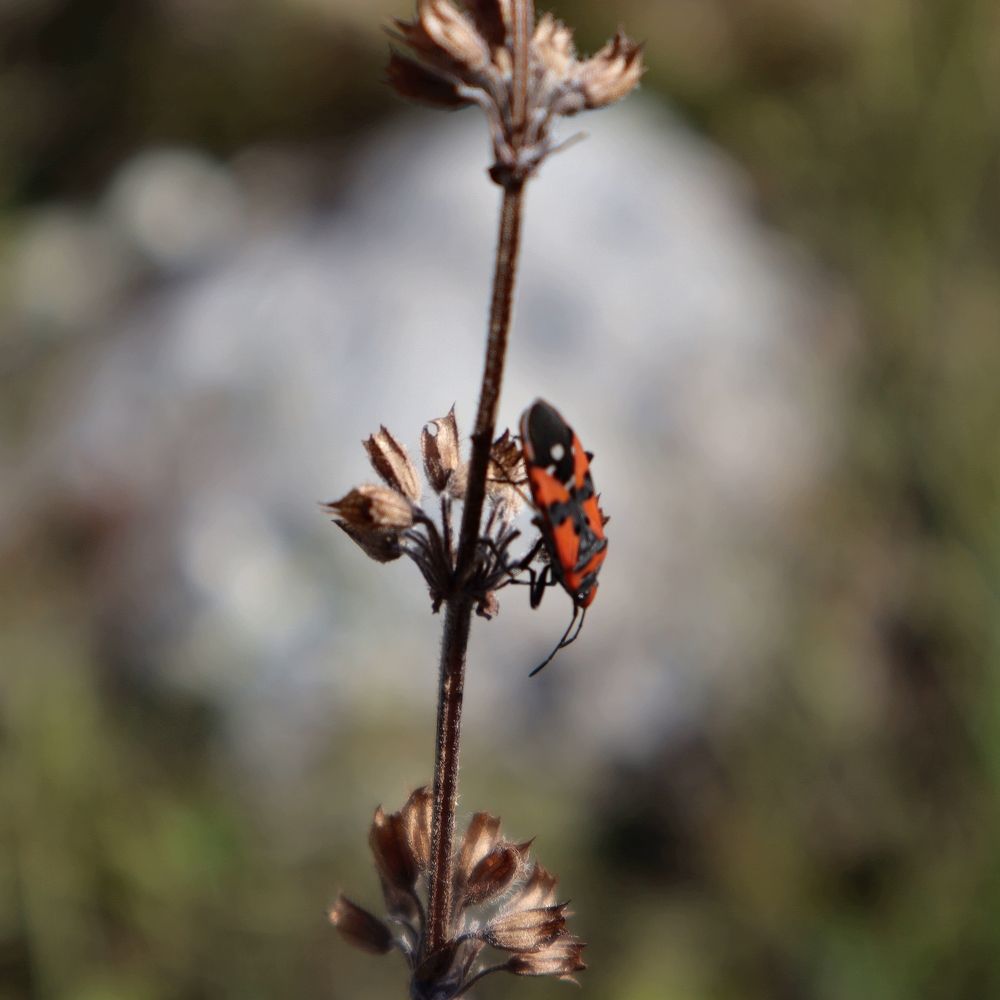 Photograph by Ирина