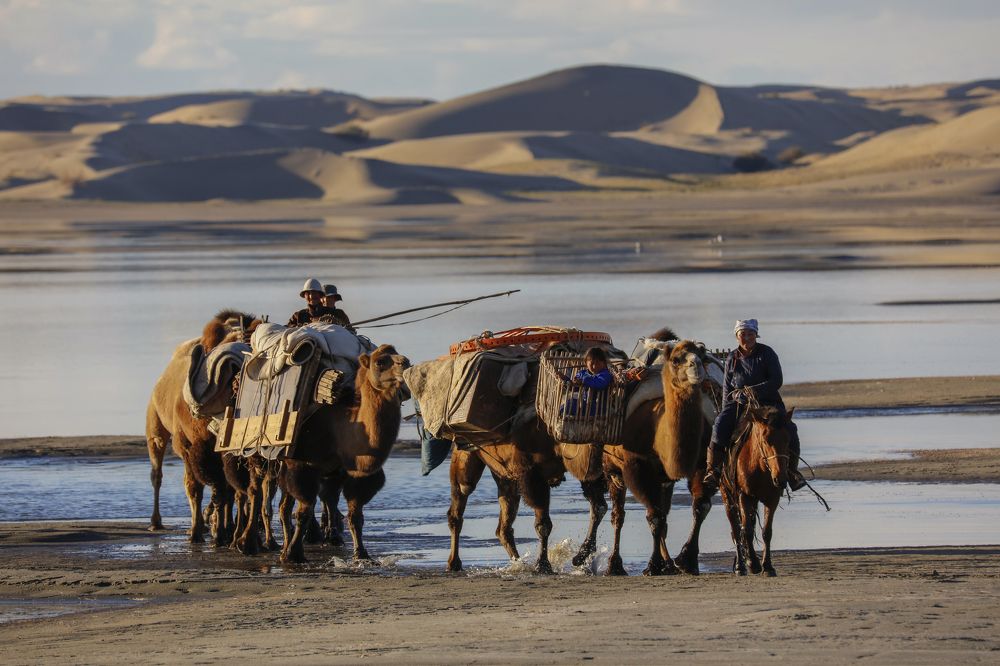 Camel migration of Mongolian nomads ​