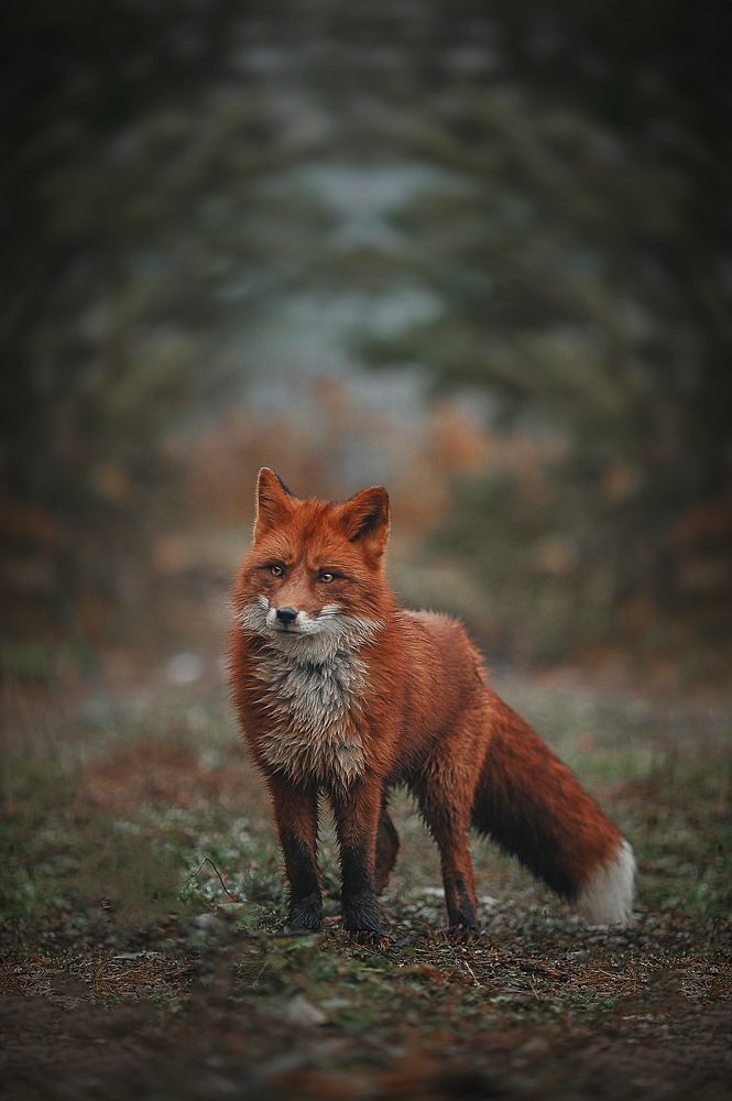 Photograph by Лысенкова Аксинья