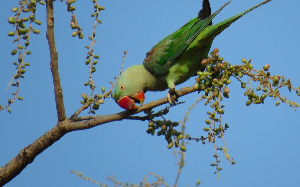Ecited parrot atop a tree