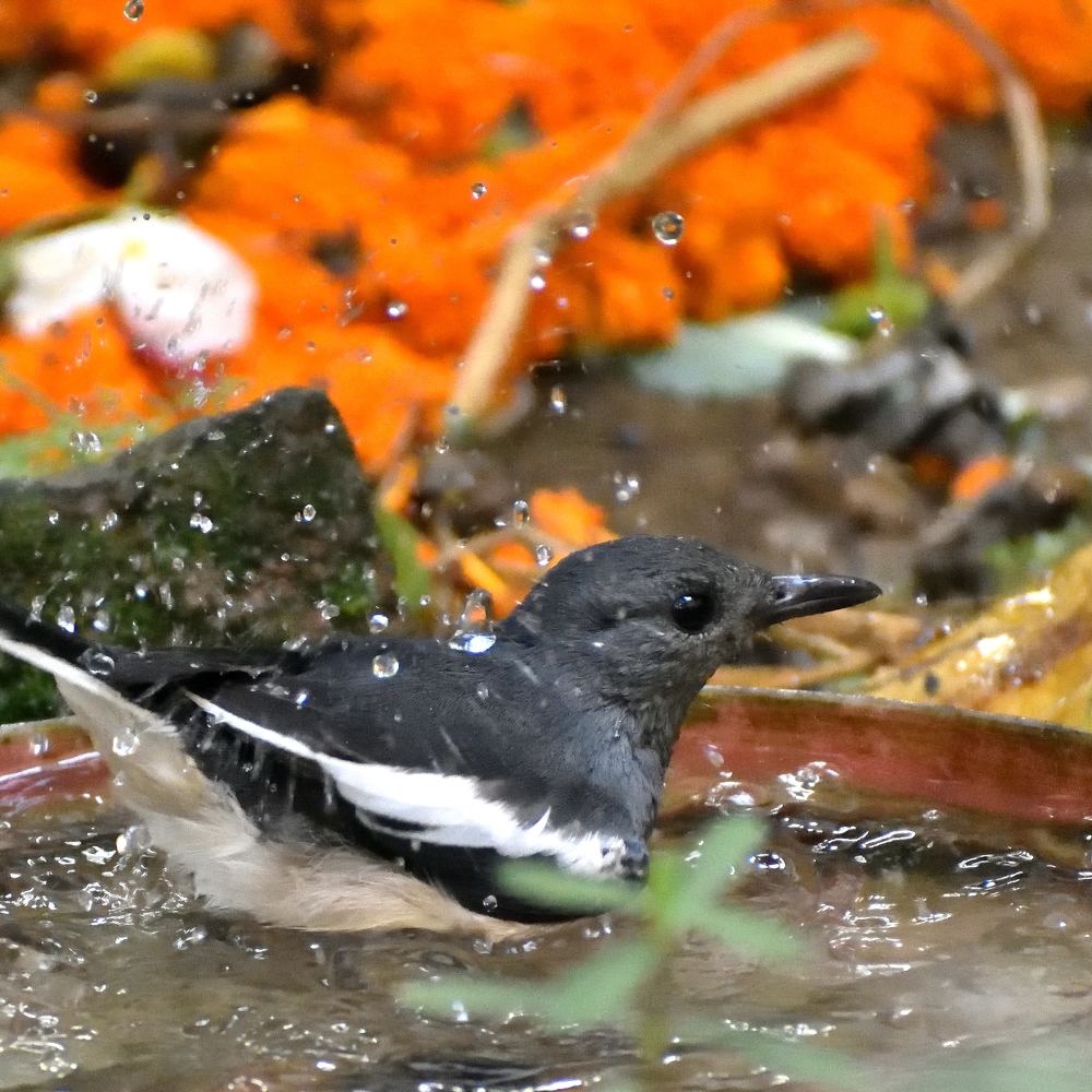 Photograph by Anirban Karmakar