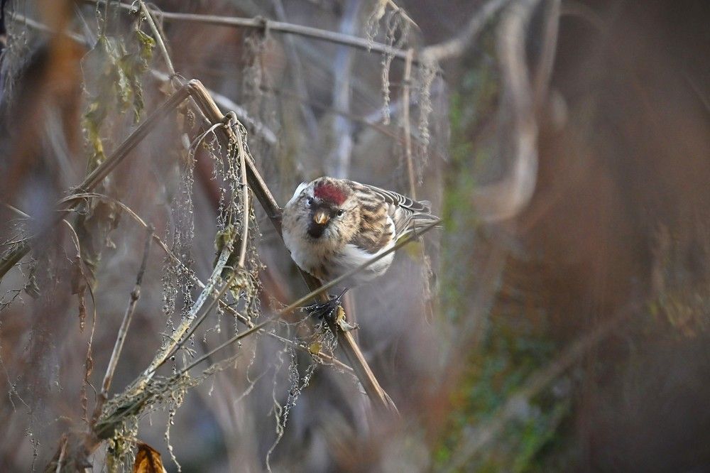 Фотография автора IRINA FILIPPOVA