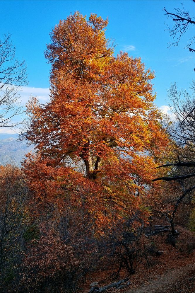 Фотография автора Amir Mardani