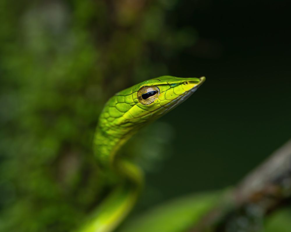 Mossy Perch: Green Vine Snake Trilogy