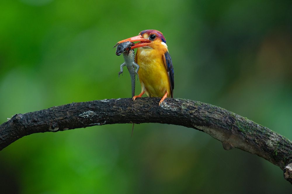 Nesting Vigilance: The Oriental Dwarf Kingfisher's Hunt and Feed Saga
