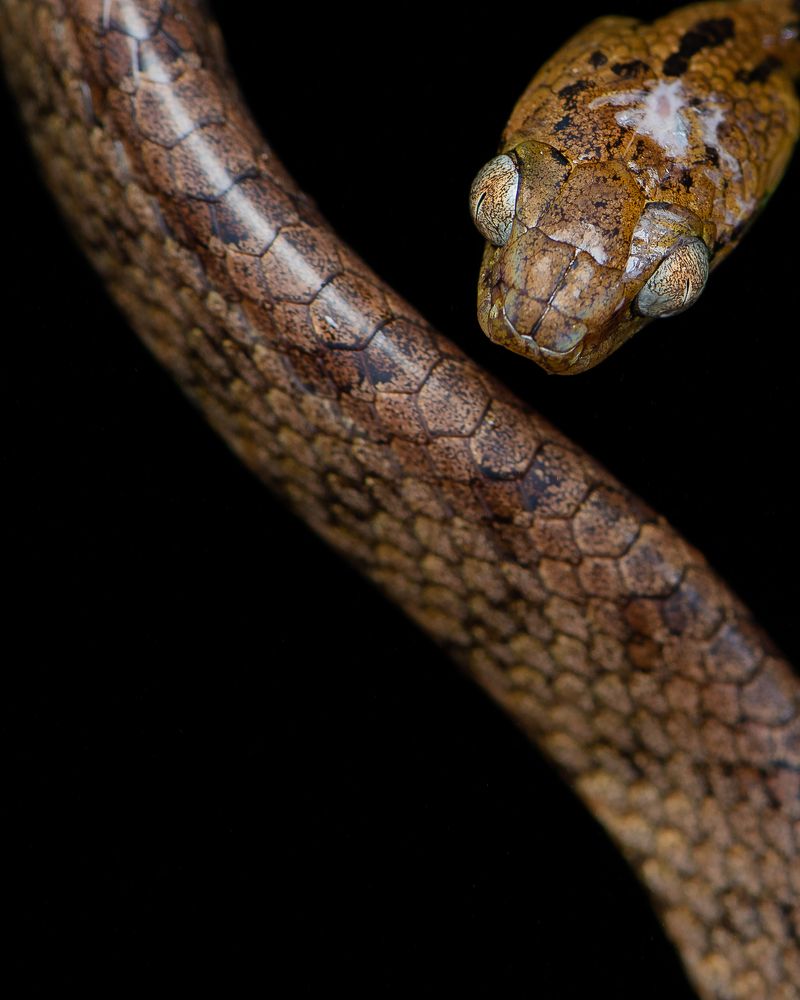 Serpentine Allure: The Mesmeric Eyes of the Cat Eye Snake