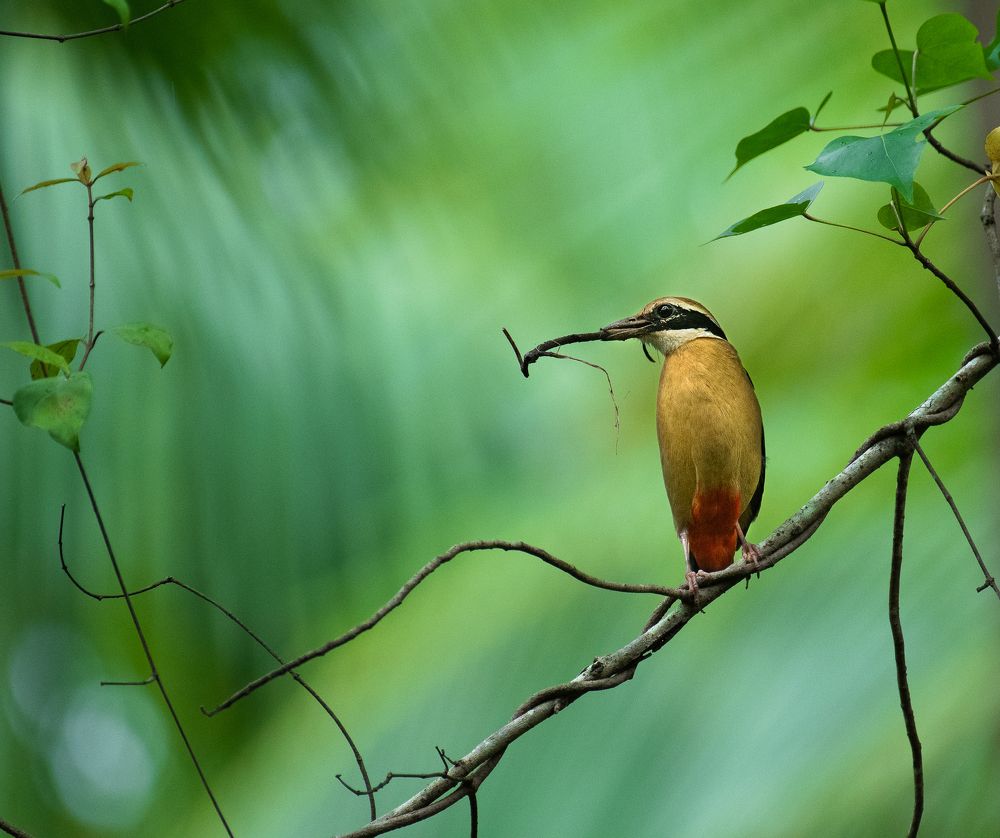 Nestweaver's Elegance: Indian Pitta in Nesting Choreography