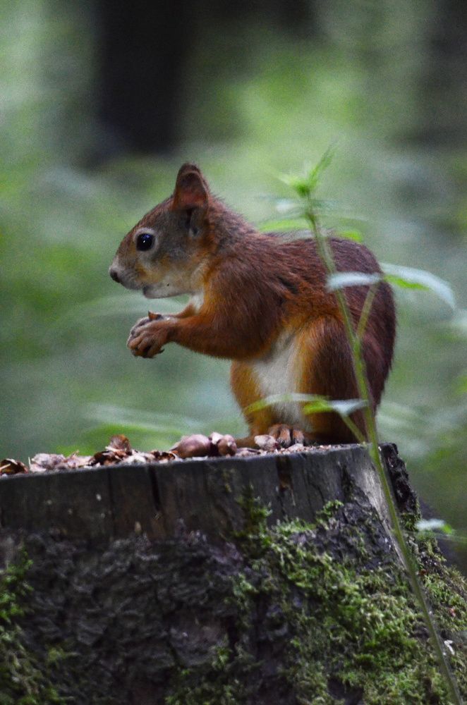 Фотография автора Вадим Писарев