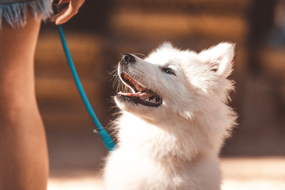 Фотография автора Ольга Тенилова