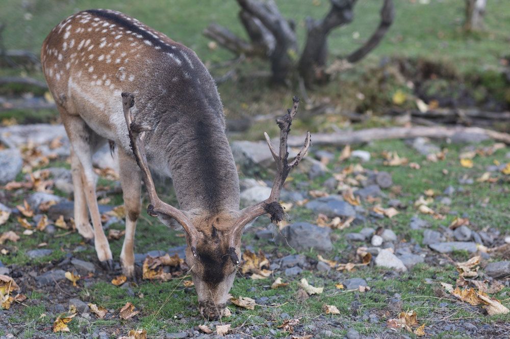 Photograph by Сергей Шпаков