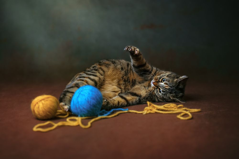 Фотография автора Kasia Kapała