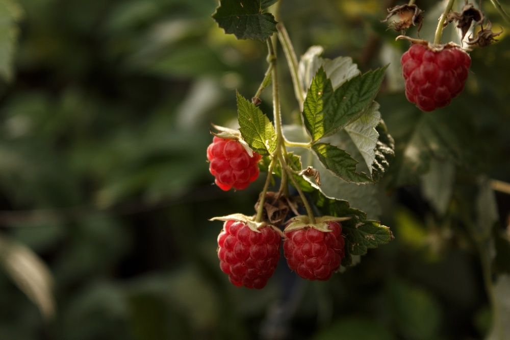 Фотография автора Регина Цыганова