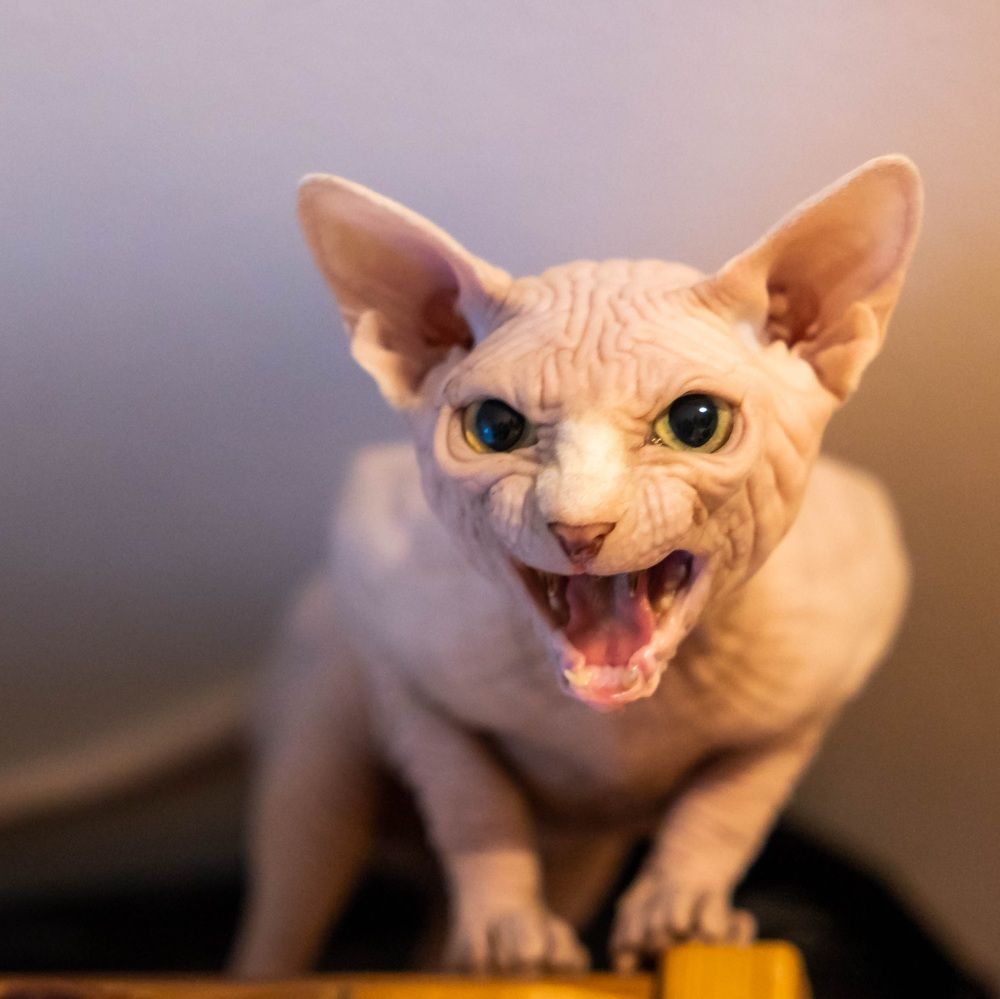 Photograph by Gala Boyarkova