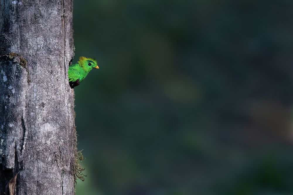 The Quetzal Couple...!!!