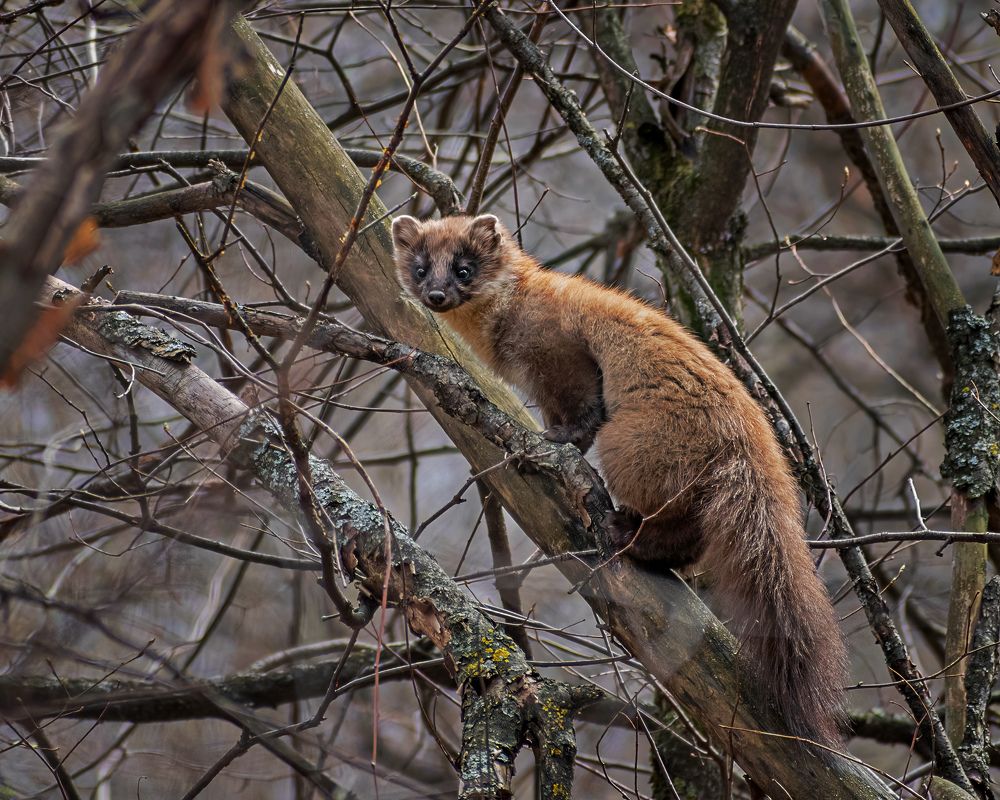 Куница лесная