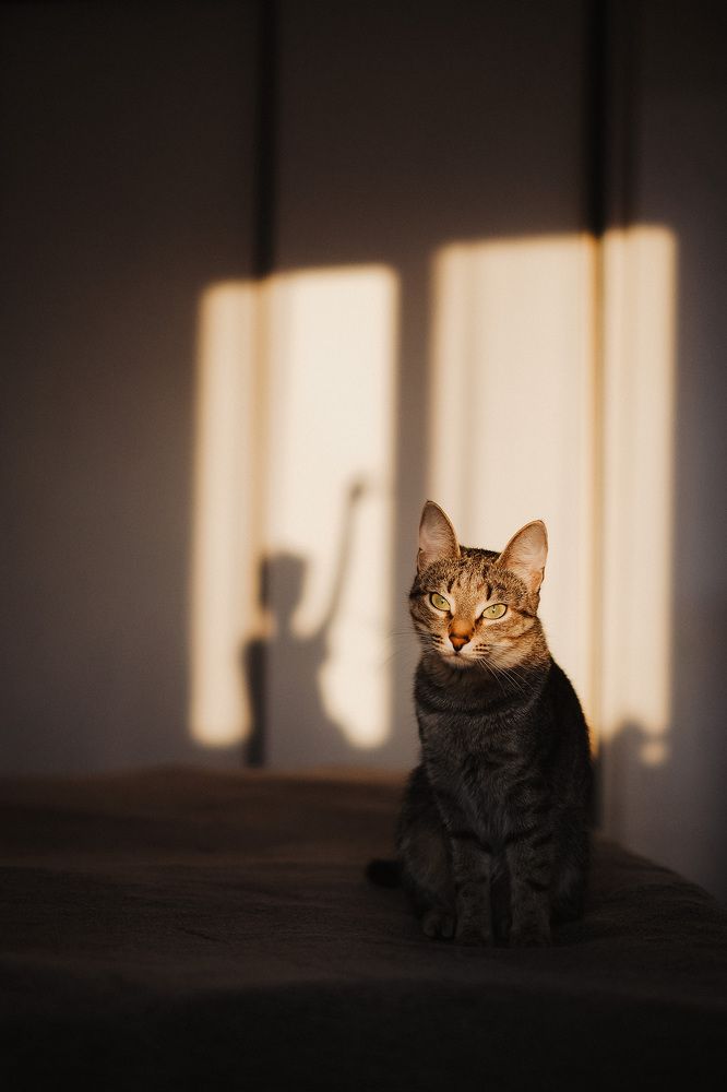 Photograph by Tyshkanchik