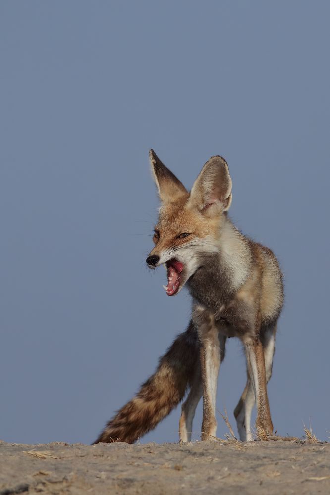 Photograph by Patel Jay