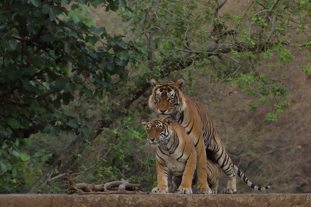 Photograph by Patel Jay