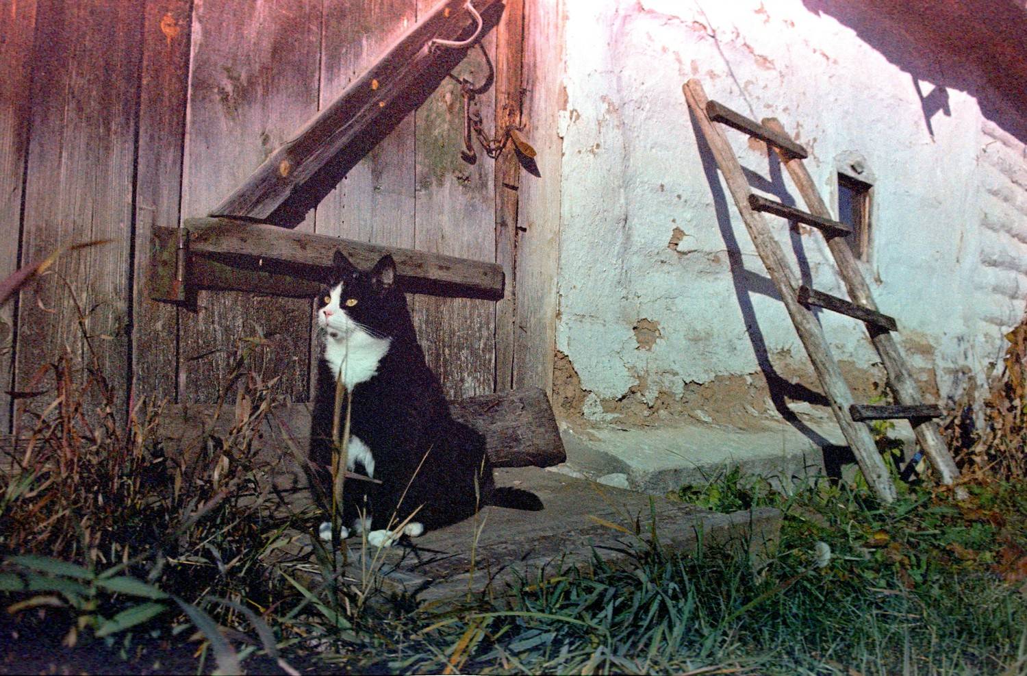 Photo #9848726