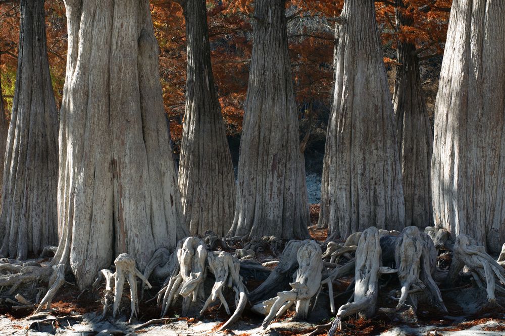 Сказочные кипарисы высыхающего озера
