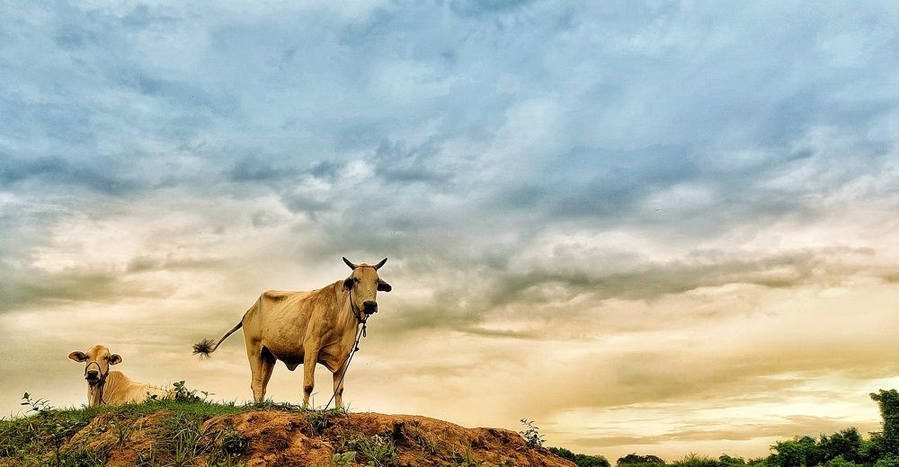 Photograph by Efren Victorino