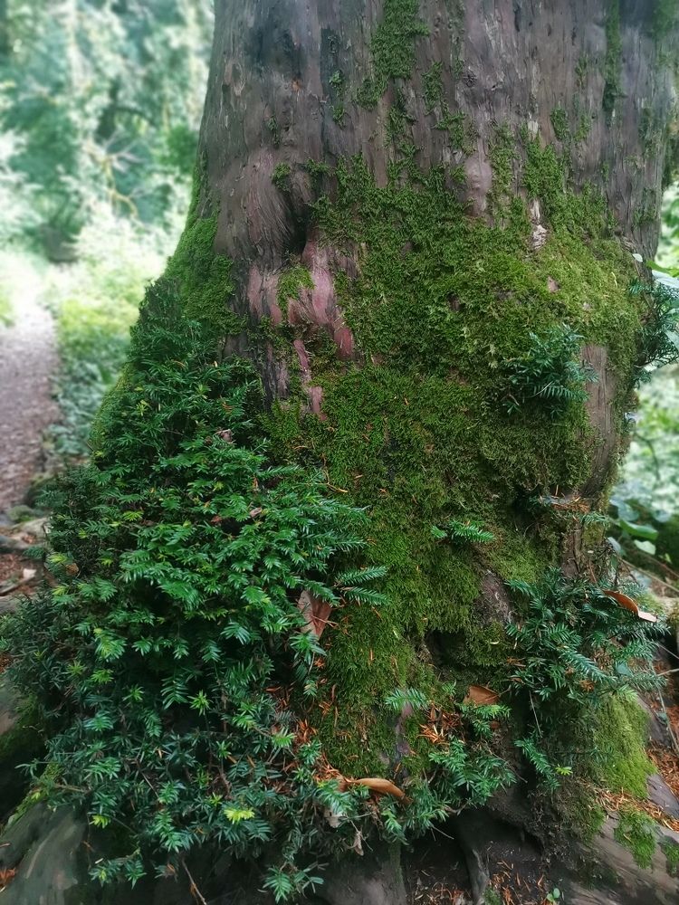 Лесной домик.