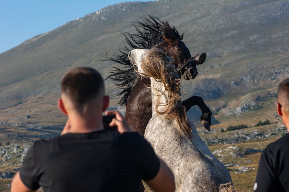 Photograph by Livno&Dinaric Wildlife