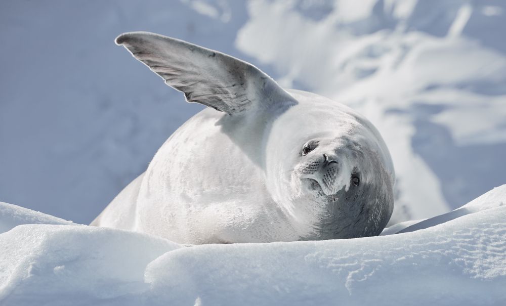 Антарктический привет