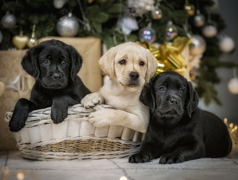 Photograph by Елена Раздвилова