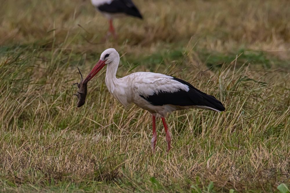 Вкусный обед.