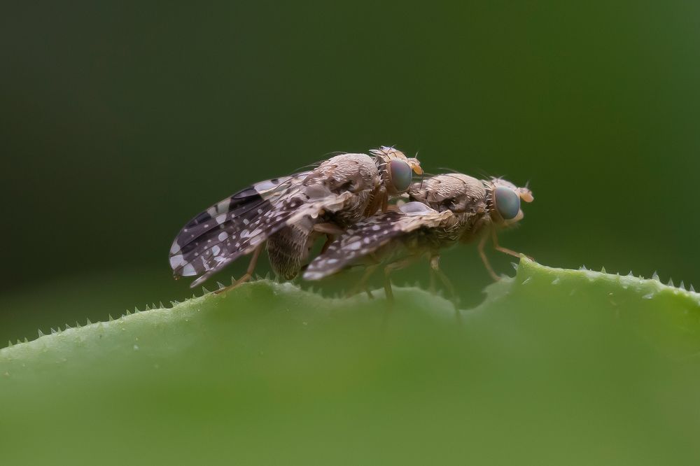 Photograph by ΝΙΚΟΣ ΚΑΜΠΙΑΝΑΚΗΣ