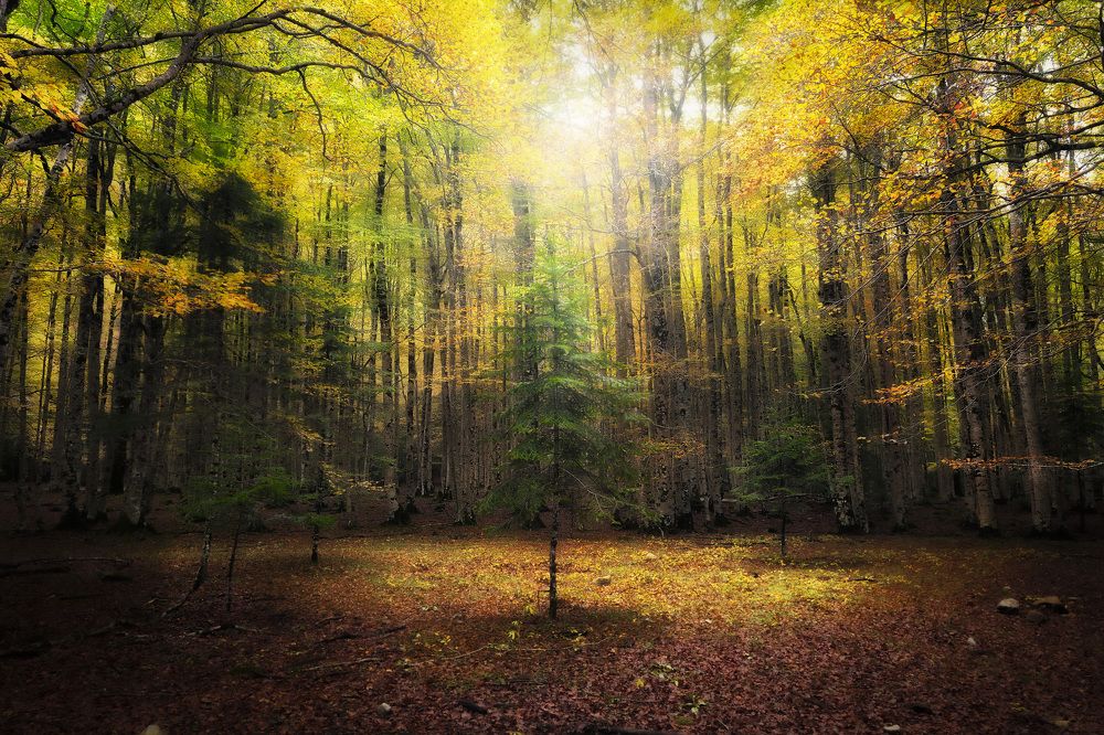 In the heart of the forest