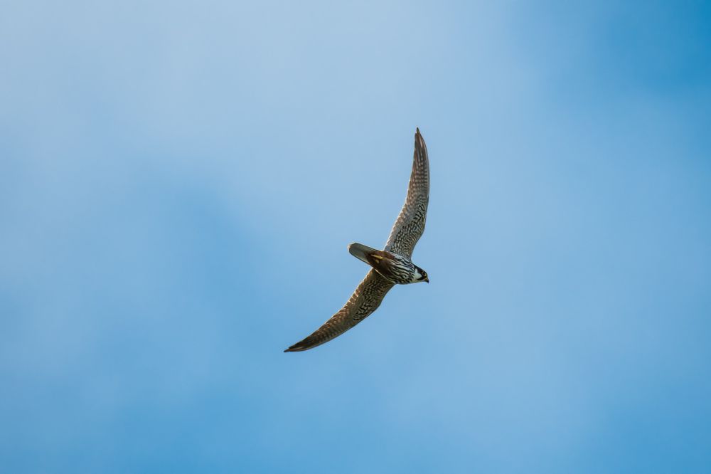 Стремительный полёт.