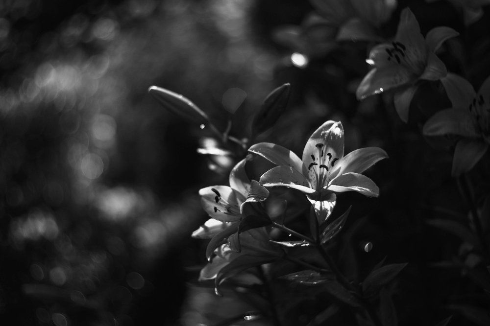 Photograph by Ольга Темкина