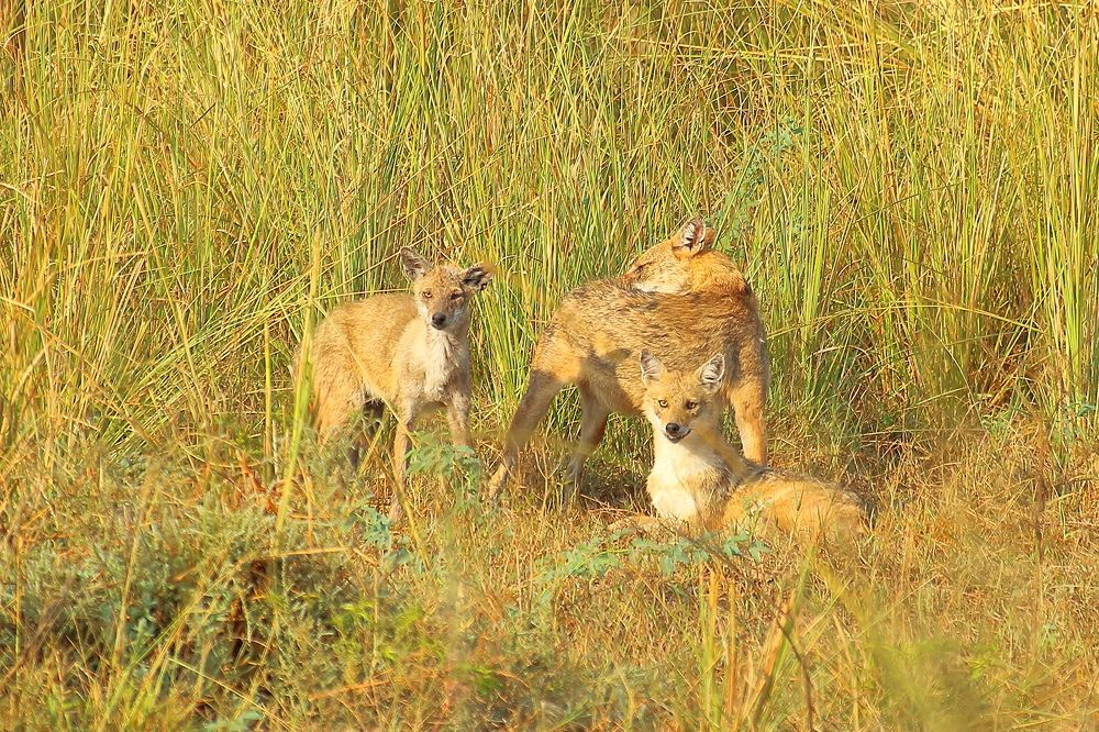 Фотография автора RODRICK RAJIVE LAL