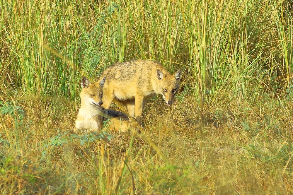 Фотография автора RODRICK RAJIVE LAL