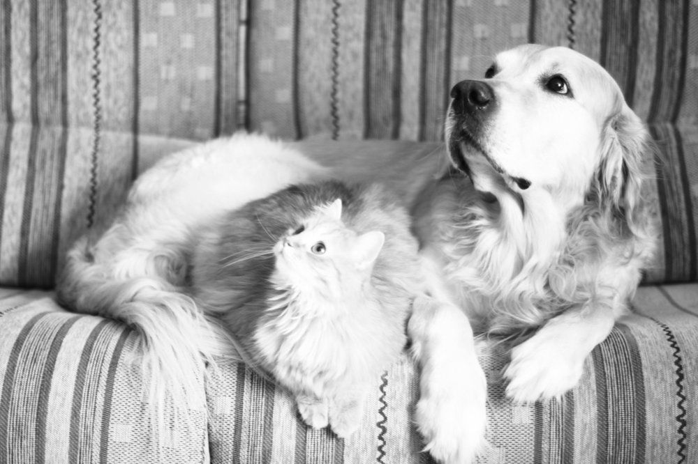 Третьим будешь?