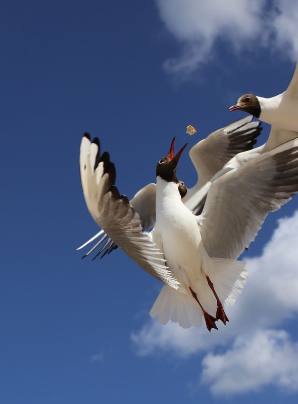 Mikhail Shtepo, Russia