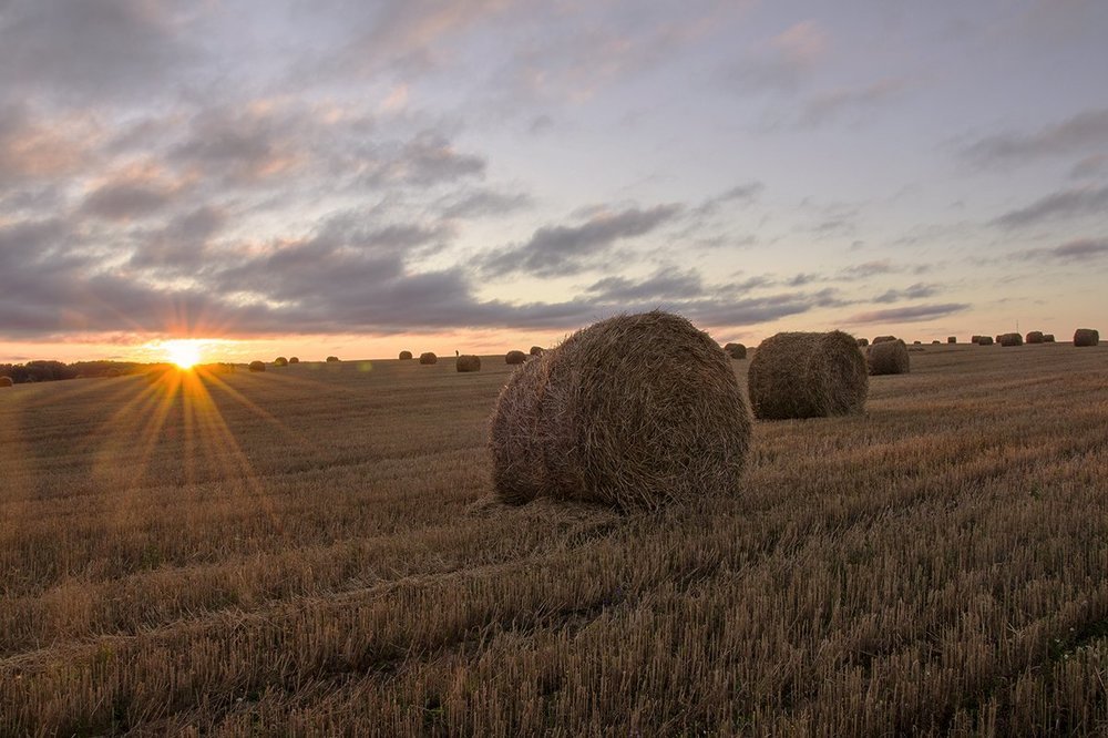 Рулончики соломы на рассвете