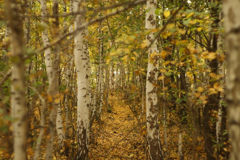 Роман, Kazakhstan