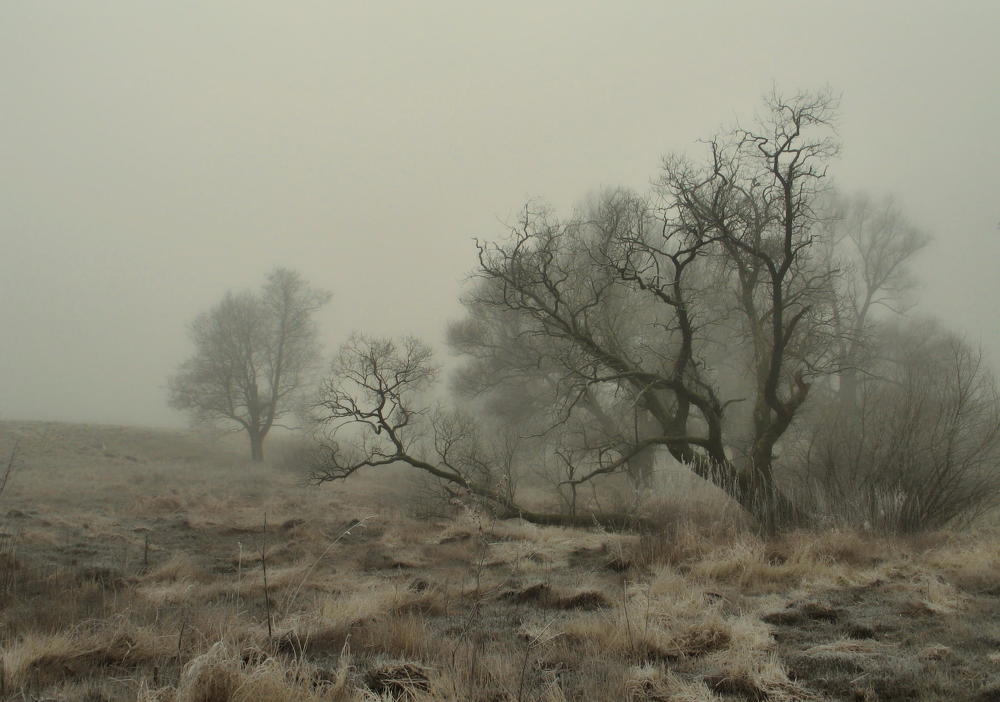 Заморозки и Туман