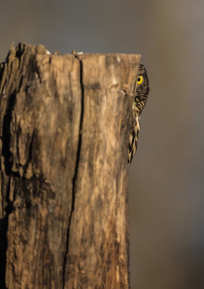 Остарожность в первую очередь