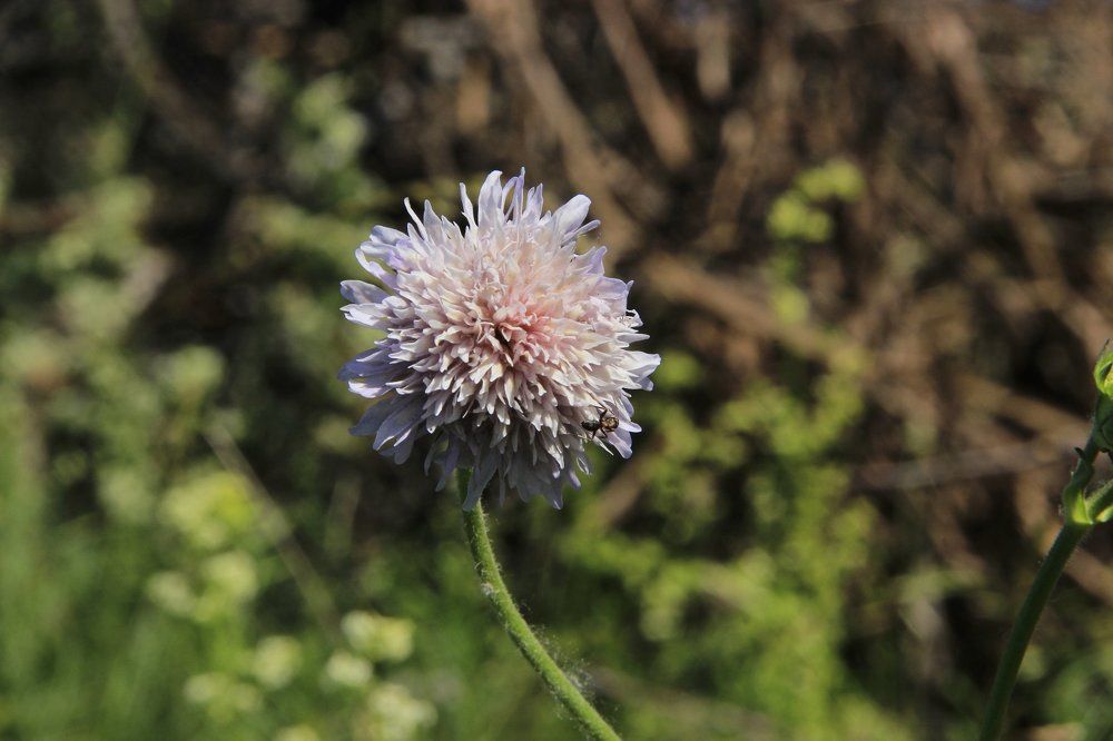 Прекрасные мелочи