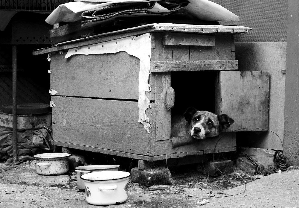 "Собачья жизнь"